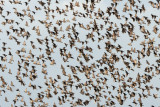 זרזירים Common Starling