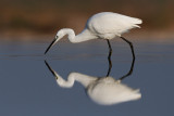 לבנית קטנה   Little Egret