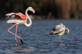 flamingo פלמינגו