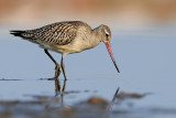 לימוזה חומת בטן   Bar-tailed Godwit 