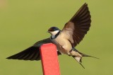 White-throated Swallow