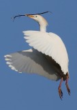 Cattle Egret