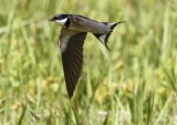 Whited-throated Swallow