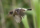 Spotted Flycatcher