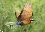 White-fronted Bee-eater