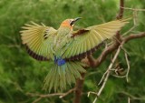 White-fronted Bee-Eater