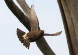 Pied Starling