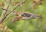 Northernmockingbird