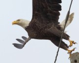 Bald Eagle