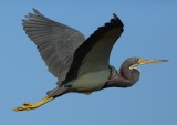 Tri-colored Heron