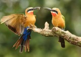 White-fronted Bee-eaters sharing