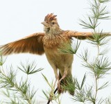 Rufous-naped Lark