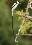 Pin-tailed Wydah