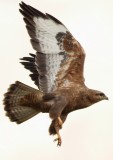 Steppe Buzzard