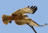 Black breasted Snake Eagle (immature)