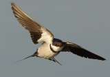 Barn Swallow