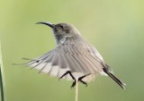 White bellied Sunbird (f)