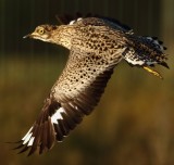 Spotted thick Knee