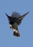 White bellied Sunbird