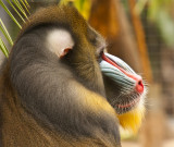 Mandrill