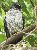 Black-and-White Owl 2010 - 2
