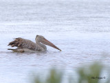 Spot-billed Pelican - 2012