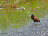 Black-headed Munia - 2