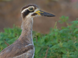 Greater Thick-knee - portrait