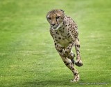 Running Cheetah _MG_9549.jpg