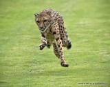 Running Cheetah 2 _MG_9550.jpg