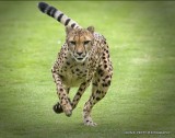 Running Cheetah _MG_9552.jpg