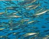Bait Fish IMG_8600.jpg