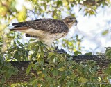 Red tailed hawk