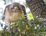 Red-tailed hawk mouthful of feathers_MG_2748.jpg