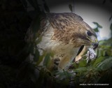Red-tailed hawk_MG_2627.jpg