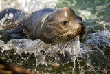 Rushing in _MG_3598.jpg