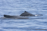 Mom and calf Humpback Whales IMG_0928.jpg