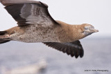 Brown Boobie IMG_0667.jpg