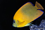 Clarian Angelfish _MG_4082.jpg