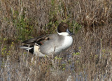 Pintail Duck IMG_2339.jpg