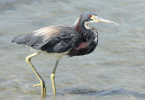 Tri-colored Heron, Packery Channel