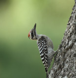 Lynns Ladderback Woodpecker, Hazel-Bazemore