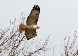 Red-tail Hawk,  FM 666