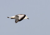 Black-legged Kittiwake over Pier