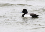 Lesser Scaup, Rockport 