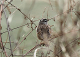 White-crowned Sparrow