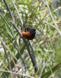 Orchard Oriole, The Willows