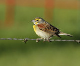 Lynns Dickcissel, Lake Buchanan
