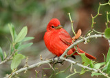 Summer Tanager Packery Channel 