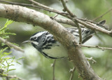 Lynns Black and White Warbler, Paradise Pond